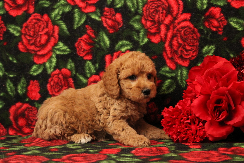 puppy, for, sale, Mini Goldendoodle F1BB, Matthew B. Stoltzfus, dog, breeder, Gap, PA, dog-breeder, puppy-for-sale, forsale, nearby, find, puppyfind, locator, puppylocator, aca